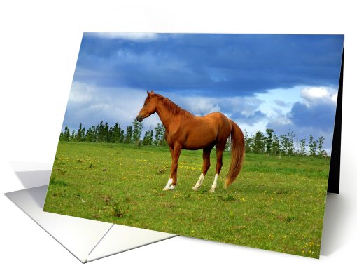 A horse posing card (417371)