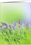 Beautiful Bluebells on soft green background, photography, blank card