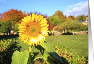 Autumnal sunflower