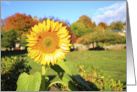Autumnal sunflower card
