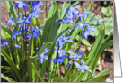 Lovely, blue Spring flowers, close up card