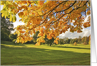 Beautiful, Fall, orange leaves in the park card