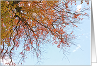 Orange, Fall leaves against blue sky card