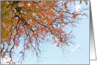 Orange, Fall leaves against blue sky card