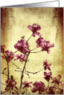 Magnolia, vintage, grungy blank card