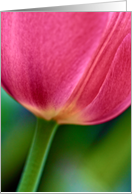 Tulip beauty card