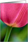 Tulip beauty card