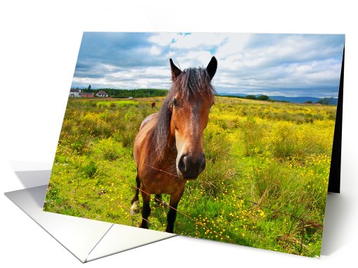 Brown beautiful horse, close up card (736973)