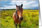 Brown beautiful horse, close up card