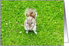 A squirrel eating nuts card