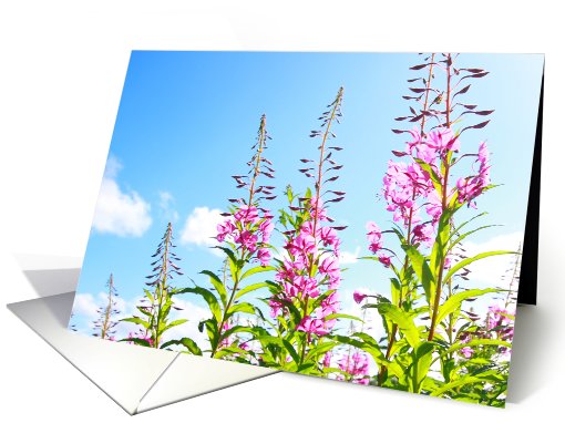 Wild pink flowers against blue sky card (736998)
