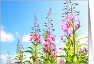 Wild pink flowers against blue sky card