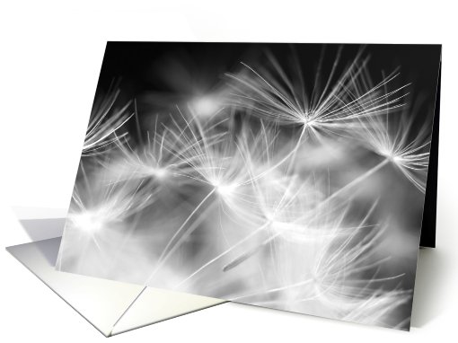 Beautiful dandelion, macro photography, black & white card (737005)