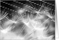 Beautiful dandelion, macro photography, black & white card