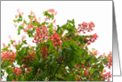 Red chestnut flowers on white background card