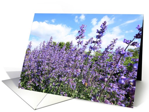 Lavender flowers close up, gardening, blank card (737016)