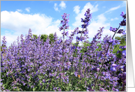 Lavender flowers close up, gardening, blank card