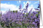 Lavender flowers close up, gardening, blank card