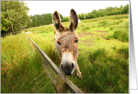 Donkey in the park card