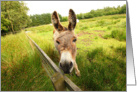 Donkey in the park card