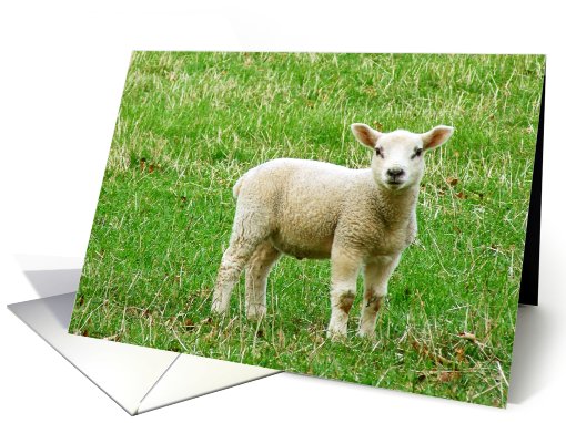 Little lamb on the grass looking into camera card (737413)