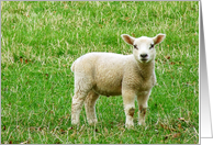 Little lamb on the grass looking into camera card