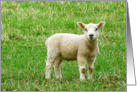 Little lamb on the grass looking into camera card