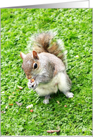 Grey squirrel card