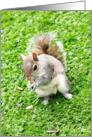 Grey squirrel card