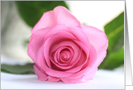 Pink rose blank card