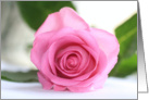 Pink rose blank card