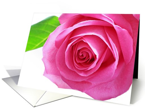 Pink rose card (737627)