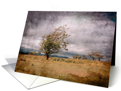 Lonely tree card (738015)