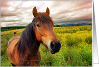 Brown beautiful horse and dramatic sky, blank card