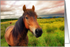 Brown beautiful horse and dramatic sky, blank card