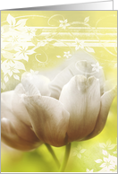 White tulip blank card