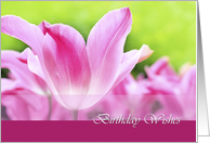 Birthday wishes, pink tulip card