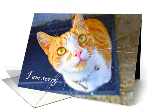 I am sorry, a lovely cat card (738565)