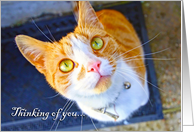 Thinking of you, a lovely cat with green eyes. card