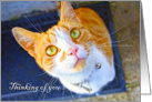 Thinking of you, a lovely cat with green eyes. card