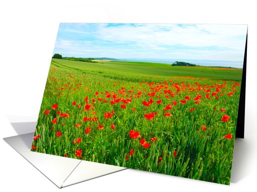 Fields of poppies, blank card (743425)