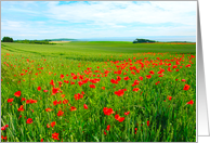 Fields of poppies, blank card