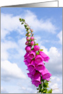 Wild, violet flower against blue sky, blank card