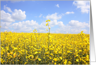 Fields of oil seed, blank card