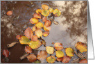 Fall leaves in water, blank card