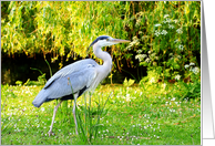 Beautiful heron in the park, blank card