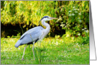 Beautiful heron in the park, blank card