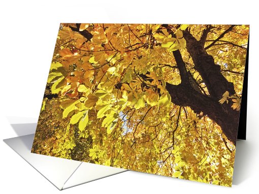 Fall chestnut leaves close up, blank card (743450)