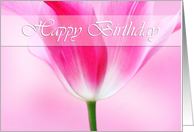 Lovely pink tulip, happy birthday card