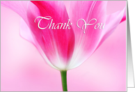 Lovely pink tulip, thank you, general card